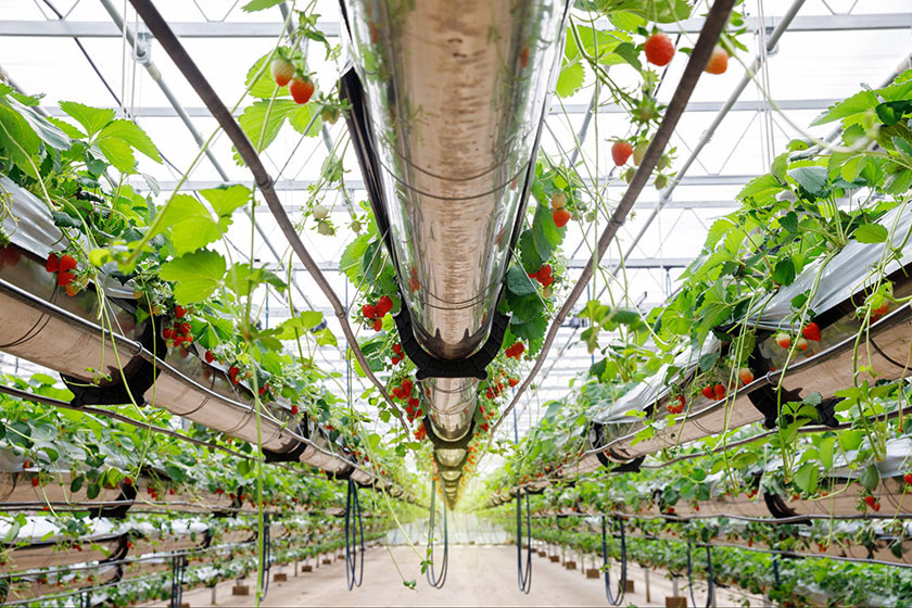 Driscoll's heads to Virginia to grow strawberries in world's largest